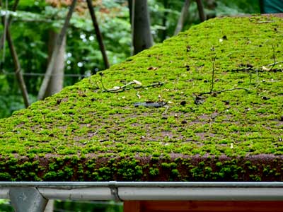 Roof Moss Removal